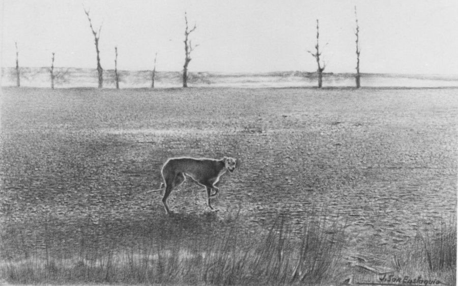 6 galgo en el paisaje